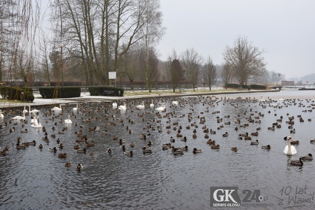 Martwe łabędzie, które znaleziono nad jeziorem Trzesiecko w Szczecinku chorowały na ptasią grypę. W sumie zdechło już siedem ptaków.
