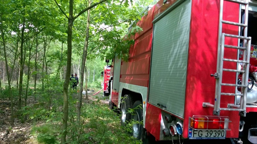 Pożar 30 arów lasu w Prądocinie koło Gorzowa. Z ogniem walczył m.in. samolot