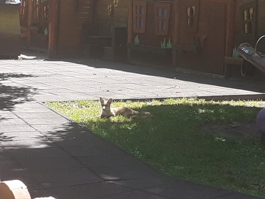 Lis wszedł na teren przedszkola w centrum Krakowa!