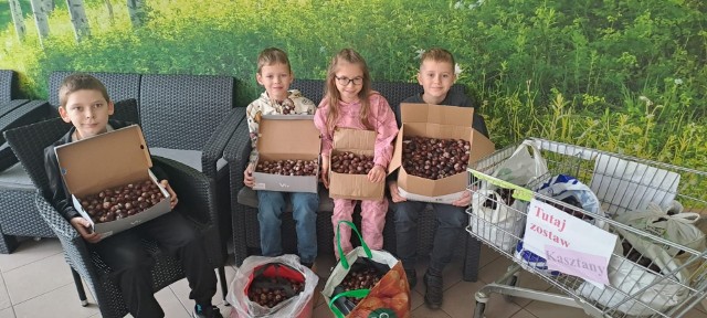 W tegorocznej III edycji akcji mocnym zespołem okazały się dzieci z Brzegu wraz ze swoimi rodzicami. które przekazały nam aż 1,2 tony kasztanów