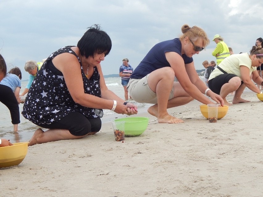 Bursztynowe mistrzostwa. Ustecka plaża mieniła się złotem Bałtyku