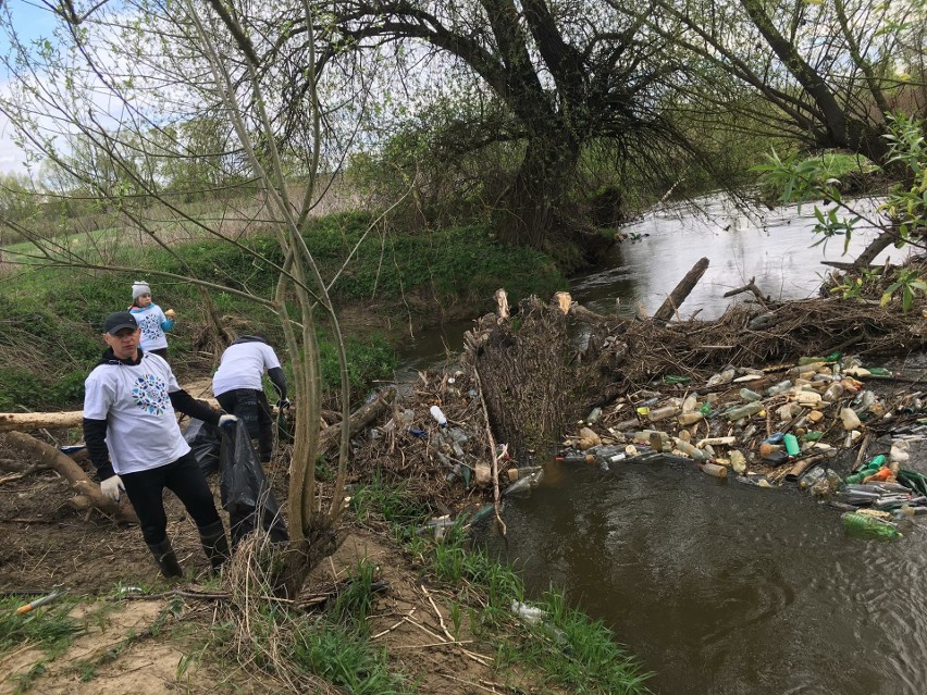 Wspólne sprzątanie wokół rzeki Koprzywianki w Koprzywnicy. Zebrano 40 worków śmieci. Zobacz zdjęcia z akcji 