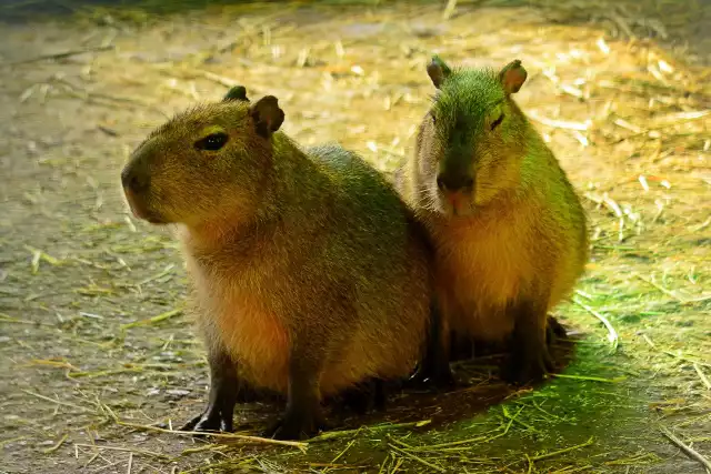 Macie pomysł na imiona dla kapibar?