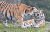 Wybierasz się do zoo w Łodzi? Trzy czwarte ogrodu nie jest dla gości... Łodzianie rozczarowani cenami biletów