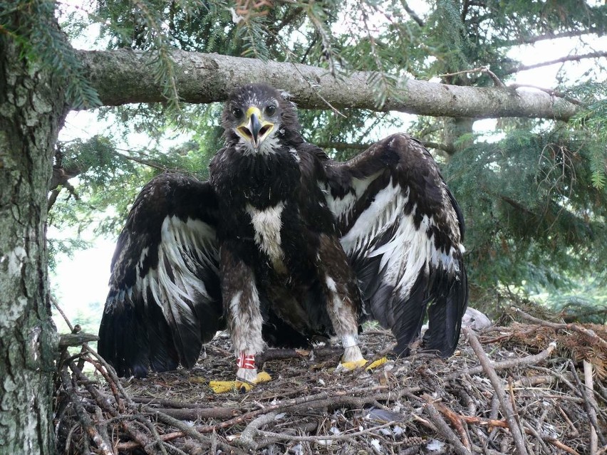Ornitolodzy przy wsparciu leśników odbudowują na Podkarpaciu zniszczone przez wichury orle gniazda [ZDJĘCIA]
