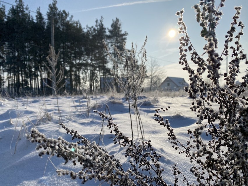 Zima 2021. Spacer po... zimowej łące. W słońcu wygląda przepięknie. Zobaczcie sami. Zdjęcia