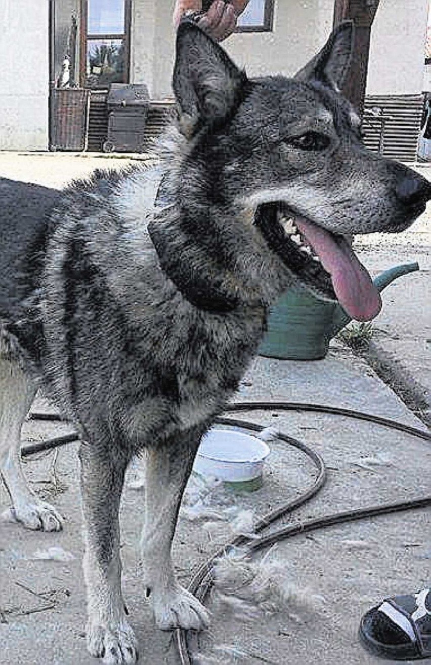 Pies znaleziony w Radziszowie.