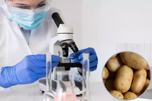 W ziemniakach, które zostały wycofane ze sprzedaży, został przekroczony najwyższy dopuszczalny poziom chloroprofamu