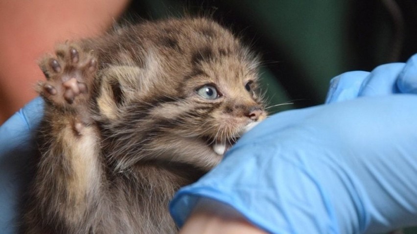 Na początku maja w poznańskim zoo na świat przyszło sześć...