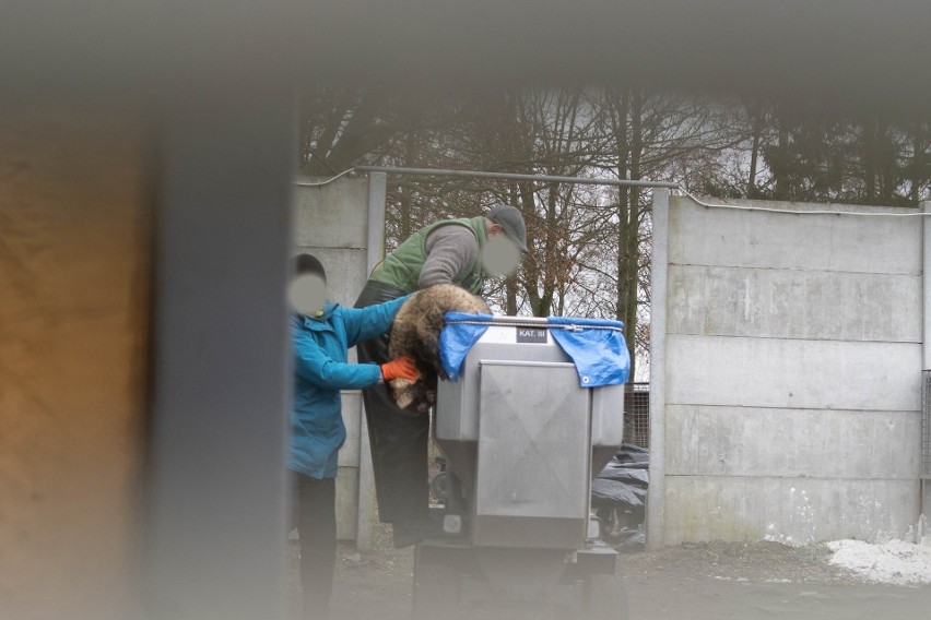 Stara Dąbrowa koło Stargardu. Na fermie w Starej Dąbrowie brutalnie zabijają lisy i jenoty. Śledztwo Vivy! i BASTY!