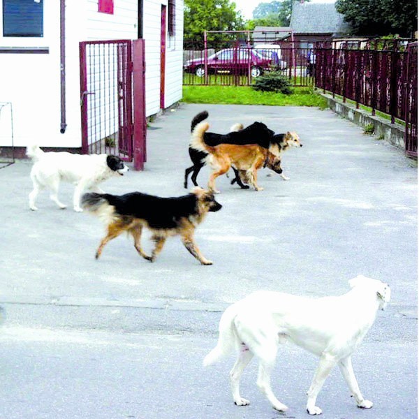 Bielsk Podlaski do dziś nie dorobił się własnego schroniska dla bezpańskich psów...