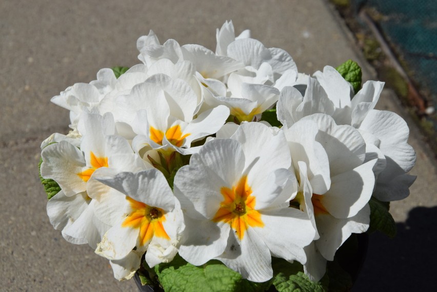 Duży wybór pięknych kwiatów na targowiskach w Rzeszowie. Dużym zainteresowaniem cieszą się bratki, niezapominajki i pelargonie [ZDJĘCIA]