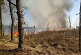 Wielki pożar w powiecie radzyńskim. Spłonęło już około 30 hektarów lasów i  bagiennych siedlisk. Zobacz zdjęcia