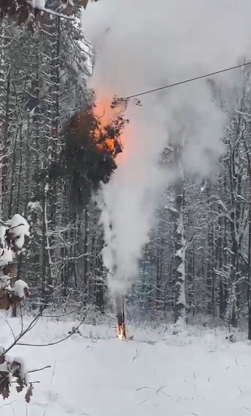 Pożar drzewa przy linii energetycznej pod Opolem.