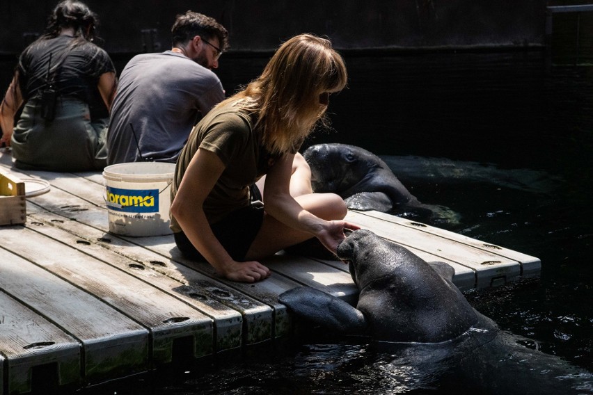 Chcesz pracować w zoo? Powstał nowy kierunek studiów, po którym znajdziesz wymarzoną pracę