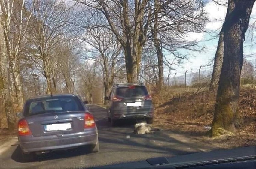 Moment, w którym były senator PiS cągnie psa za samochodem