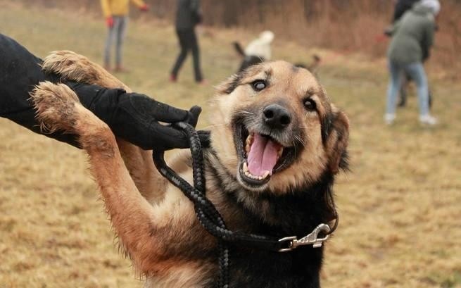 Psy ze Schroniska dla Zwierząt Sonieczkowo potrzebują domów...