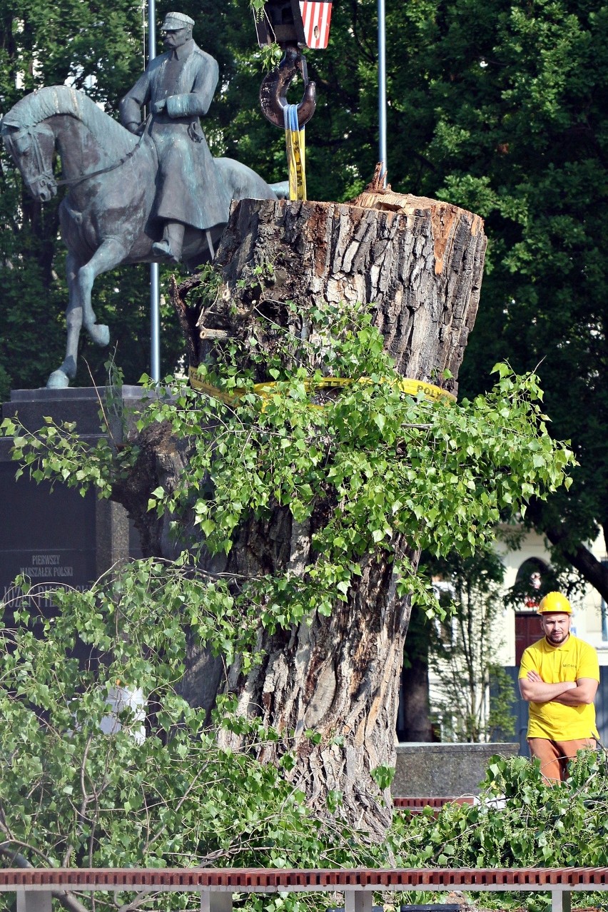 Wycinka drzewa na placu Litewskim: Baobab przeszedł do historii 