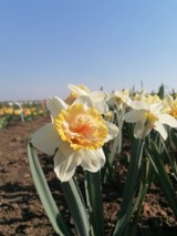 Dzień Pola i Roślin Ozdobnych w Lisewie Malborskim. W roli głównej tulipany i narcyzy. Warto się tam wybrać w niedzielne popołudnie