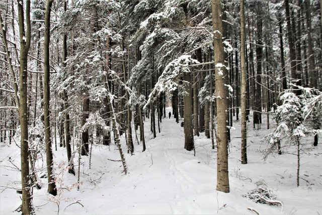 Na zdjęciu jedna z leśnych ścieżek w Roztoczańskim Parku Narodowym