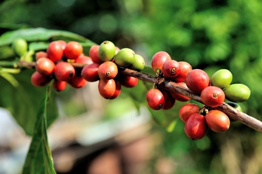 Owoce kawowca początkowo są zielone, potem czerwienieją....