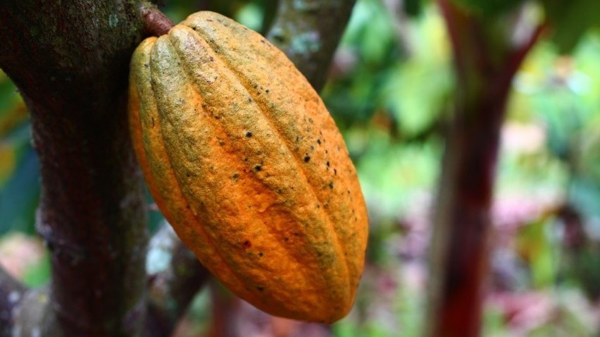 Owoce kakaowca mają spore rozmiary i wyrastają wprost z...