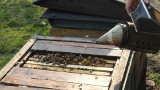 Skawina. Uwaga zgnilec! Pszczoły zagrożone