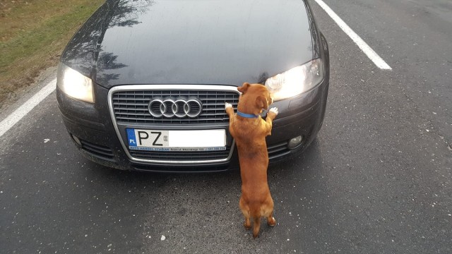 Zaniepokojony sytuacją czytelnik zajechał drogę kierowcy i zatrzymał audi.