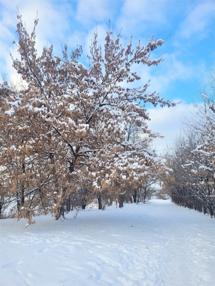 Piękna zima i więcej drzew nad Stawem Płaszowskim w Krakowie