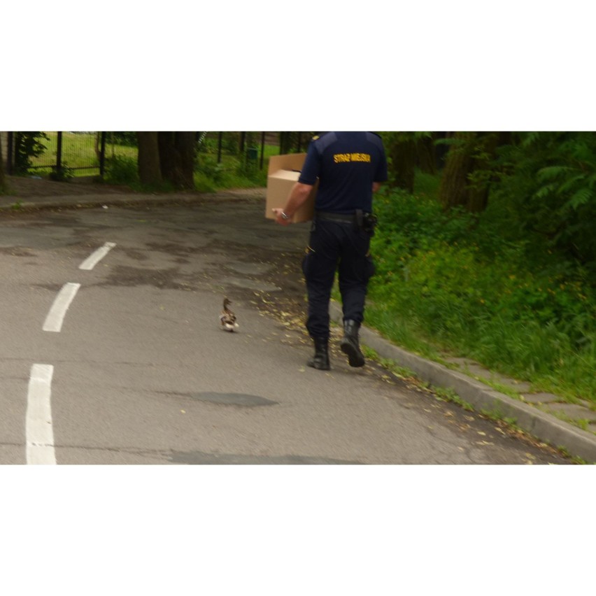 Te zwierzęta znalazł Eko-Patrol Straży Miejskiej [ZDJĘCIA]