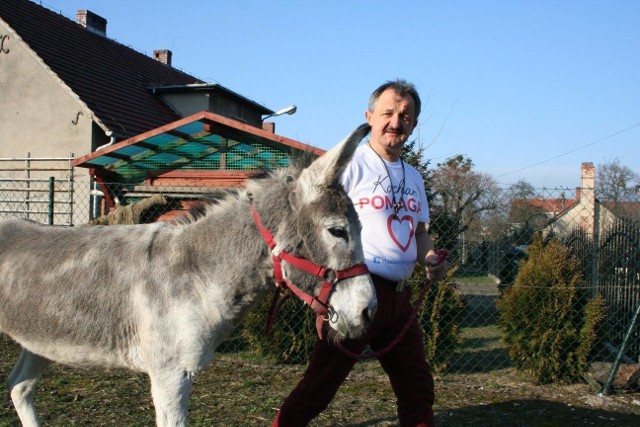 Osiołek już jest, w niedzielę Stanisław Konarski wjedzie na nim na kluczborski Rynek, przebrany za Chrystusa.