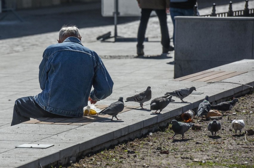 Wyludniony Rynek Główny w Krakowie oznacza, że gołębie nie mają co jeść. Co się z nimi stanie?