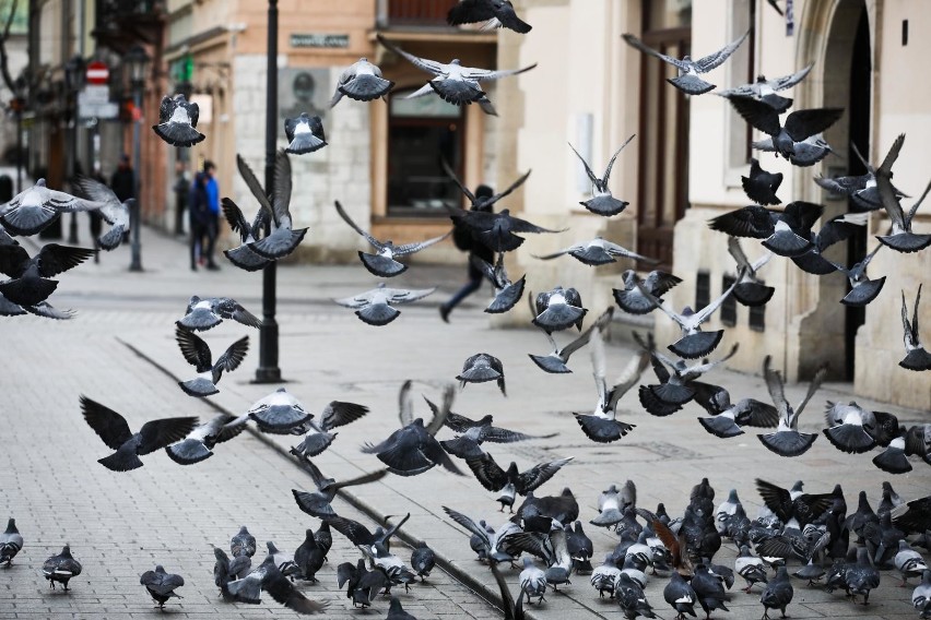 Wyludniony Rynek Główny w Krakowie oznacza, że gołębie nie mają co jeść. Co się z nimi stanie?
