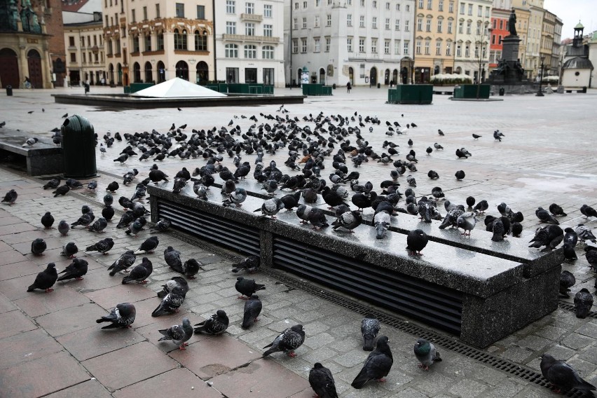 Wyludniony Rynek Główny w Krakowie oznacza, że gołębie nie mają co jeść. Co się z nimi stanie?