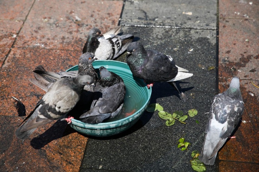 Wyludniony Rynek Główny w Krakowie oznacza, że gołębie nie mają co jeść. Co się z nimi stanie?