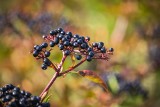 Czarny bez i korzeń pelargonii afrykańskiej w walce z koronawirusem. Naukowcy zachęcają, by włączyć je do codziennej diety