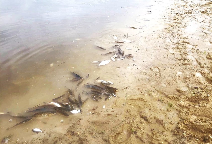 Śnięte ryby w Huczwie