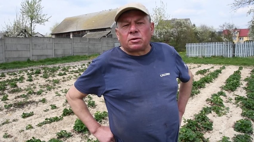 Susza niszczy plantacje truskawek w bielińskim zagłębiu. Wielki strach o plony [WIDEO]