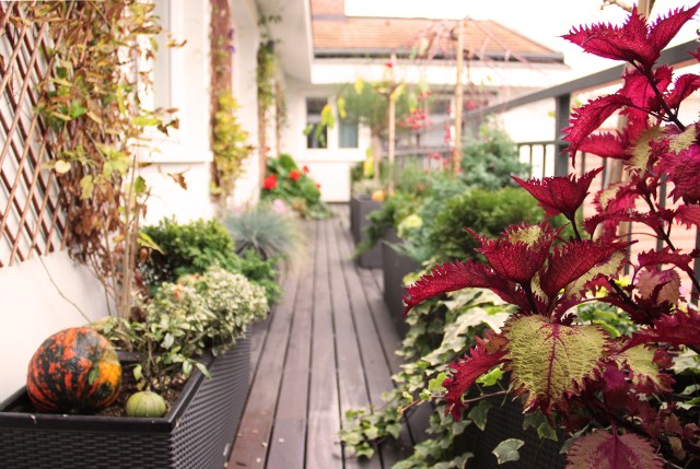 Jesień oznacza porządki na balkonie. Ale nie wszystkie rośliny trzeba wyrzucać. Wiele z nich można przezimować.