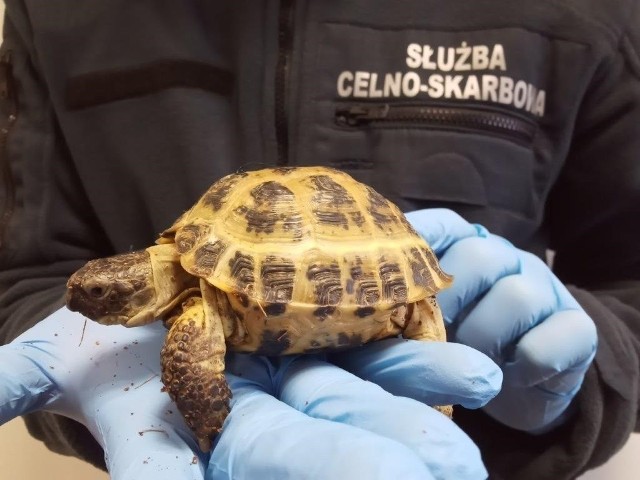 Na granicy w Korczowej udaremniono przemyt chronionego żółwia stepowego.