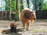 Niezwykłe narodziny w ogrodzie zoologicznym w Opolu. Na świat przyszedł takin złoty