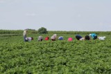 Praca sezonowa za granicą. Ile można zarobić na polu truskawek, czy polu golfowym?