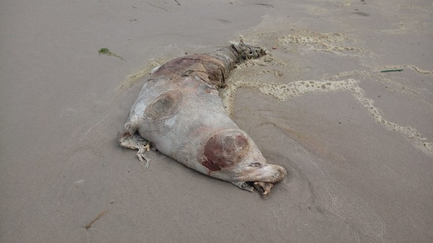 Martwa foka leżała na plaży w Sianożętach