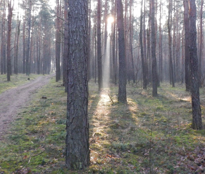 Bydgoszcz. Słońce spektakularnie żegnało stary rok w lesie [zdjęcia]