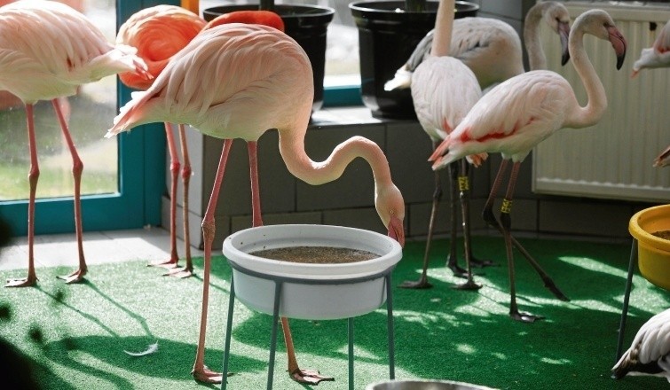 Flamingi to jeden z atutów naszego zoo. Czekamy na żyrafę
