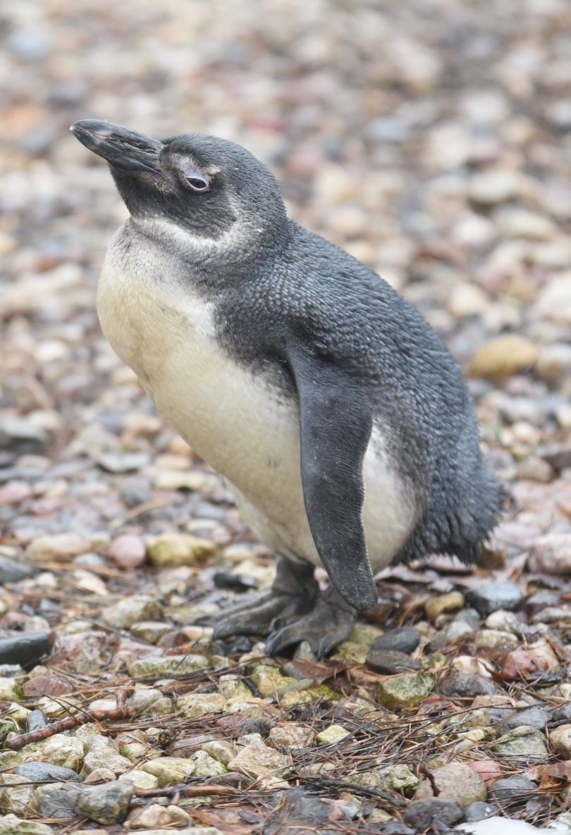 Łódzki ogród zoologiczny