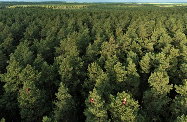 Unia Europejska chce przejąć wyłączne kompetencje Polski w zarządzaniu leśnictwem