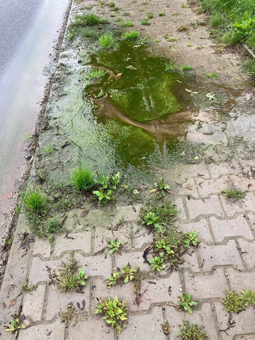 Zarośnięty chodnik w Łuczycach i wycieki z przyległych...