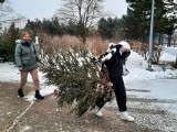 Krwiodawcy, którzy 15 grudnia oddadzą krew, dostaną od leśników w prezencie choinkę