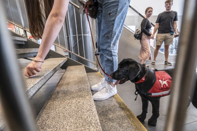 W Poznaniu działa Fundacja na rzecz Osób Niewidomych Labrador-Pies Przewodnik, która na co dzień zajmuje się szkoleniem psów, które później zostają psami asystującymi. To wyjątkowa rola, do której psy są specjalnie przygotowywane. Czytaj dalej i zobacz, jak wygląda trening szczeniaków --->